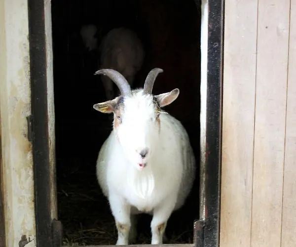 Apartment Familienfreundlich Seniorengerecht Bischofswerda